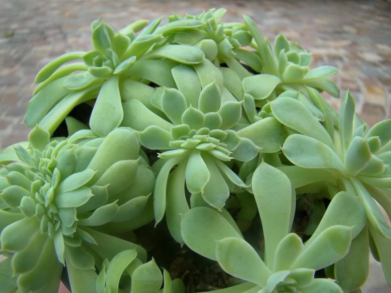 Ealbidahijos3.jpg