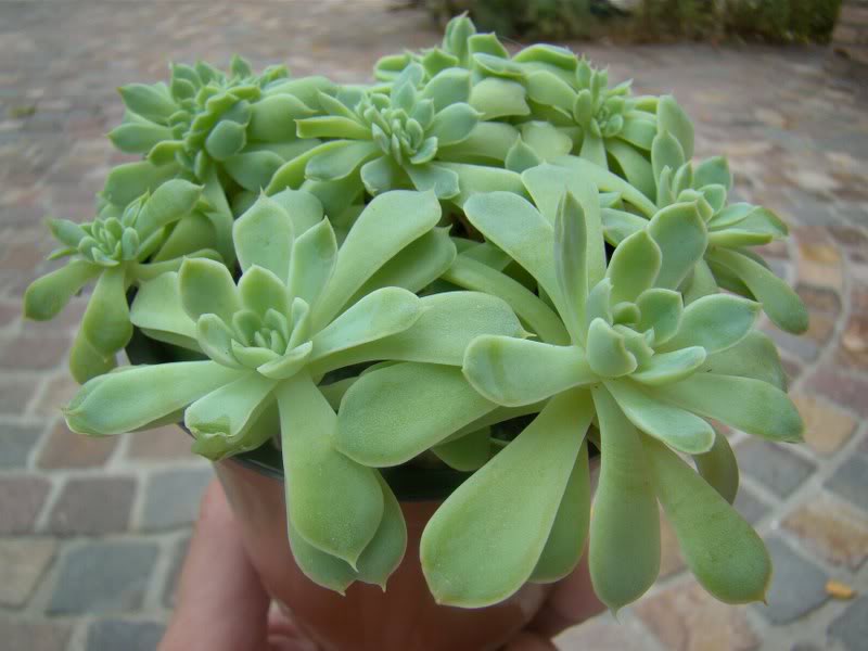 Ealbidahijos4.jpg