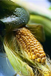 earcorn100903.jpg