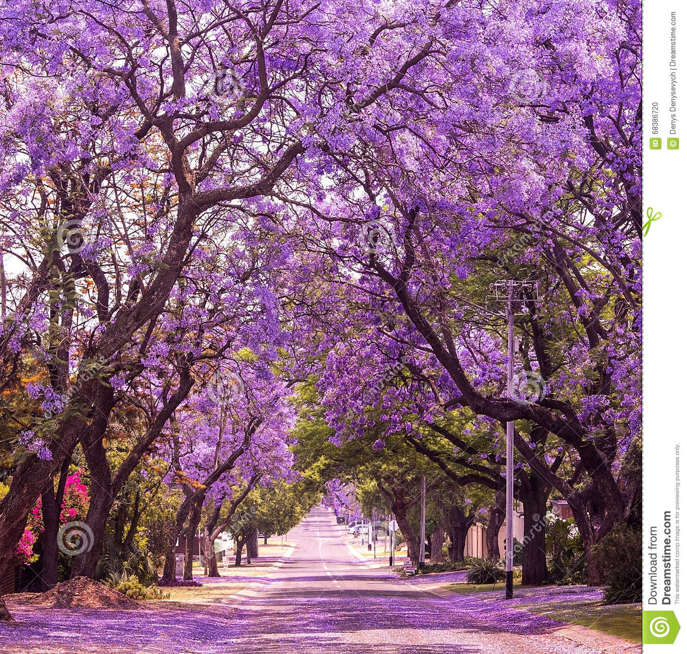 eautiful-violet-vibrant-jacaranda-bloom-tenderness-romantic-style-south-africa-pretoria-68386720.jpg
