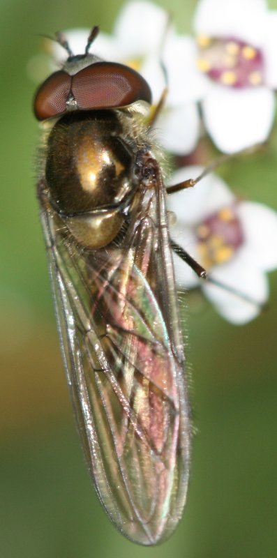 Ebalteatus1.jpg