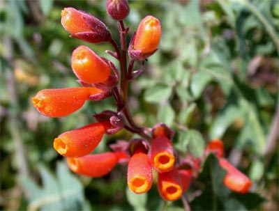 Eccremocarpus_scaber_2.jpg