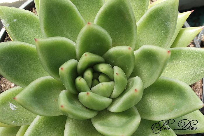echaveria+agavoides+canon+eos+1100d+24+junio+2012+(1).JPG