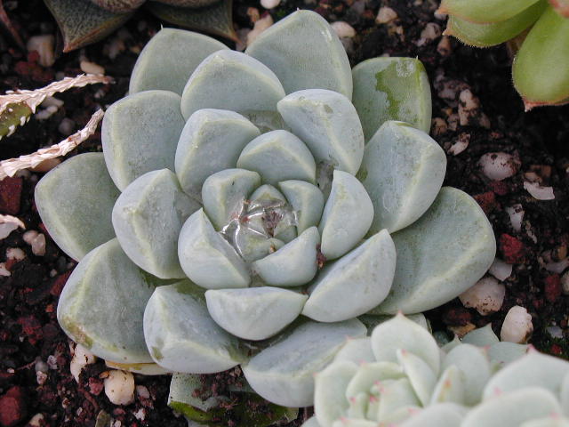 Echeveria%20albicans%203.jpg