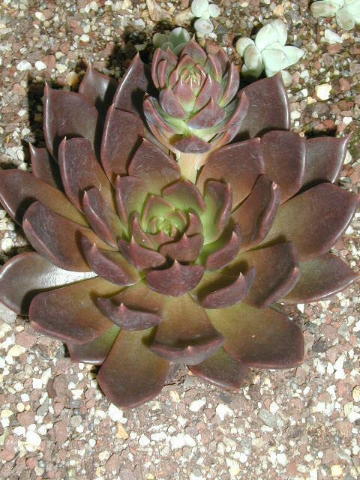 Echeveria%20Black%20Prince%2001.jpg