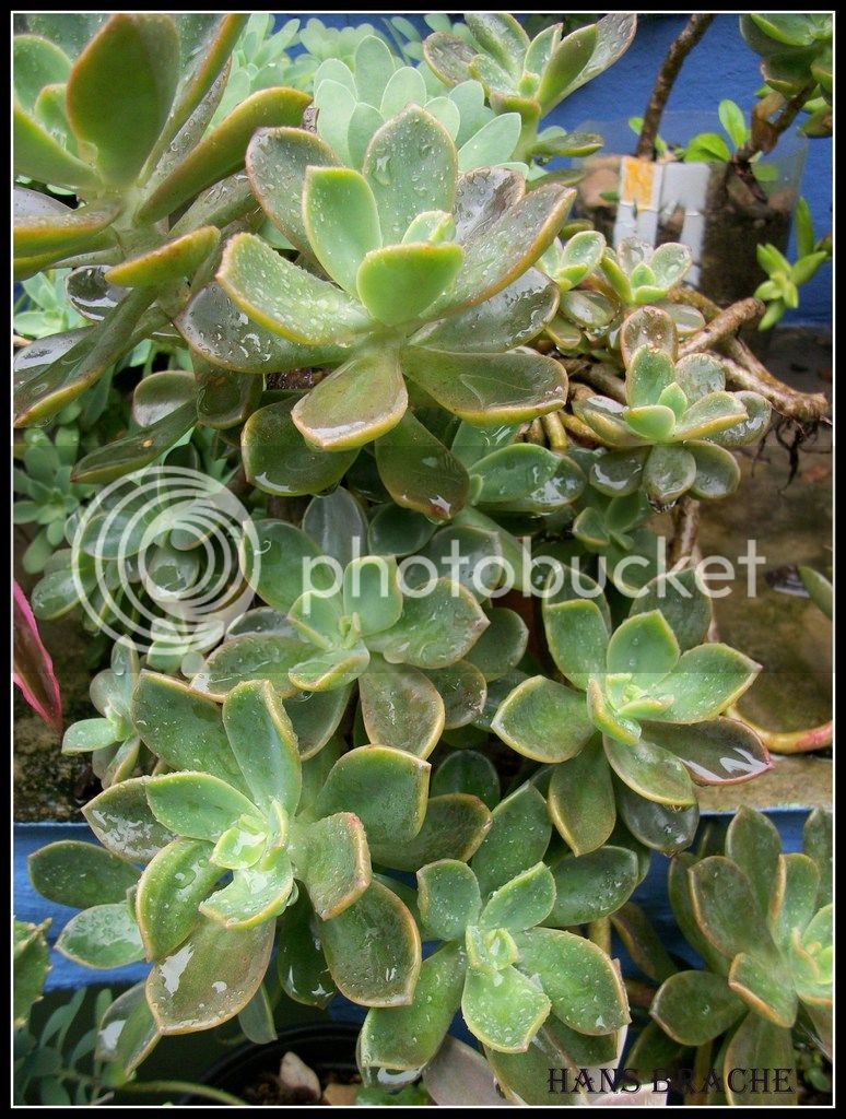 echeveria%20green%20prince%202.jpg