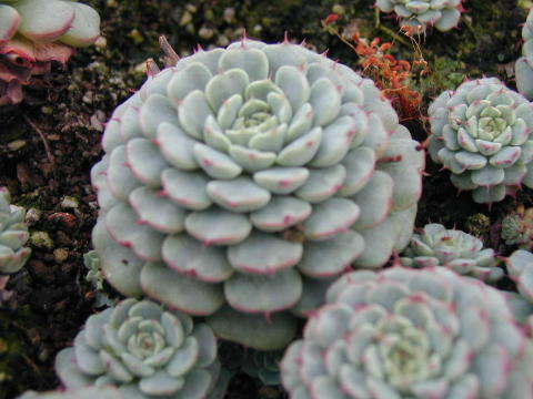 Echeveria%20minima%201.jpg