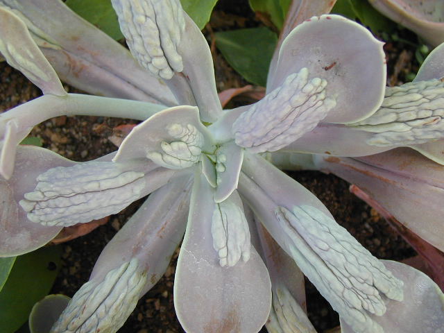 Echeveria%20Paul%20Banyan%20Pink%202.jpg