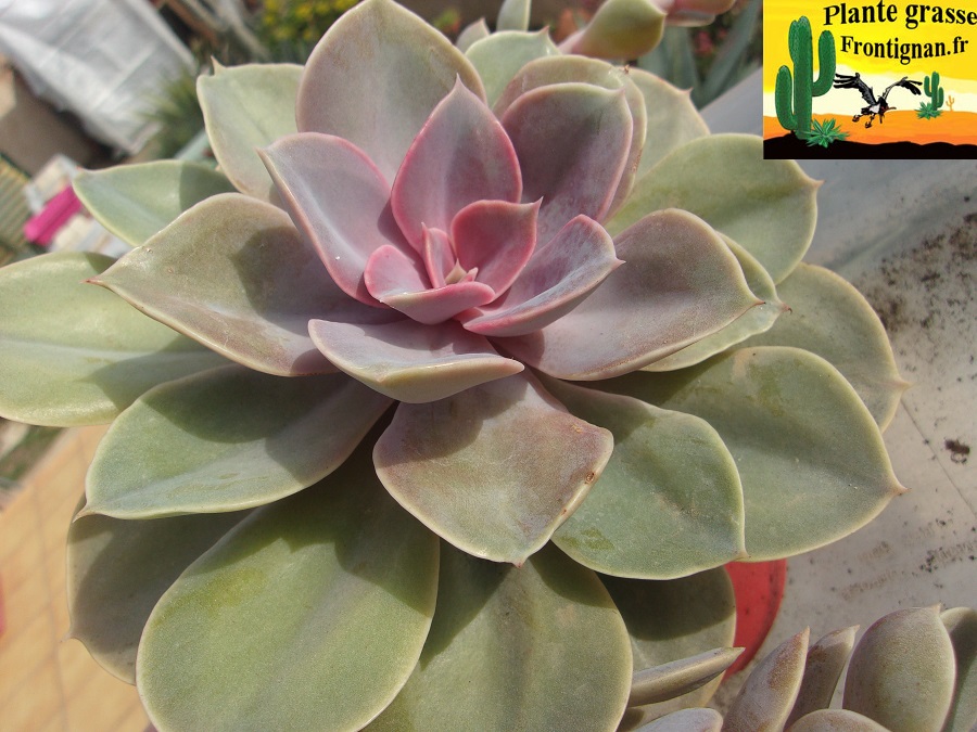 Echeveria%20Perle%20Von%20Nurnberg.JPG