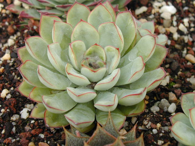 Echeveria%20pulindonis%203.jpg