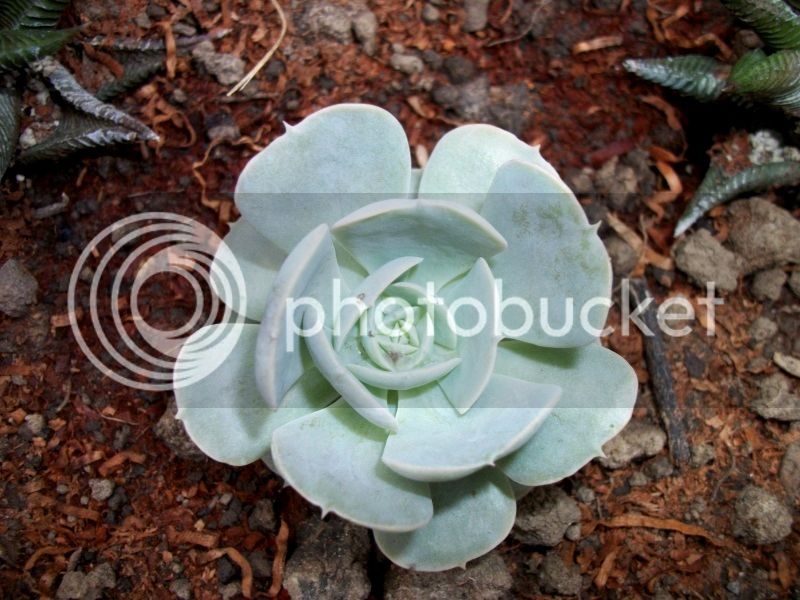 Echeveria%20runyonii%201.jpg