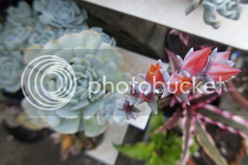 Echeveria%20runyonii%208.jpg