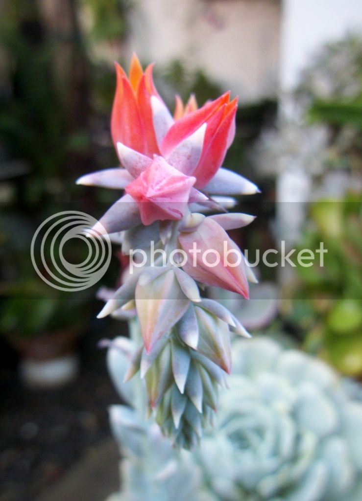 Echeveria%20runyonii%209.jpg