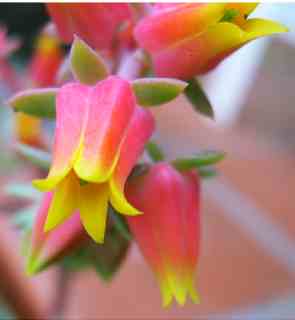 echeveria%20secunda%20flor%23001.jpg