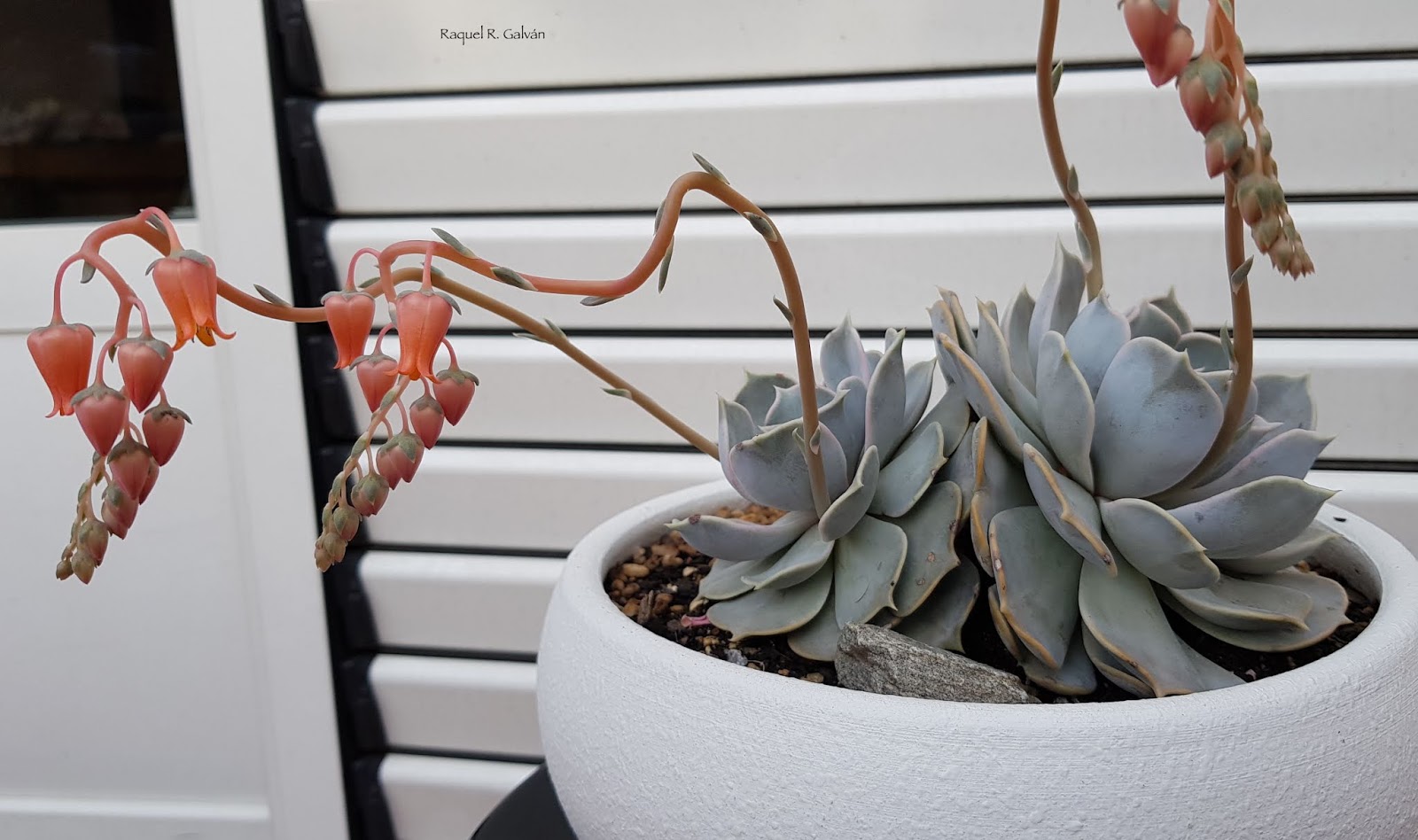 echeveria%2Blilacina%2B0.jpg