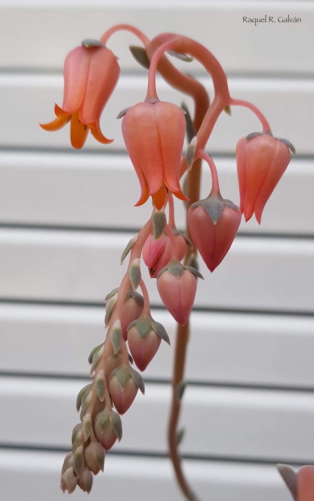echeveria%2Blilacina%2Bflor.jpg
