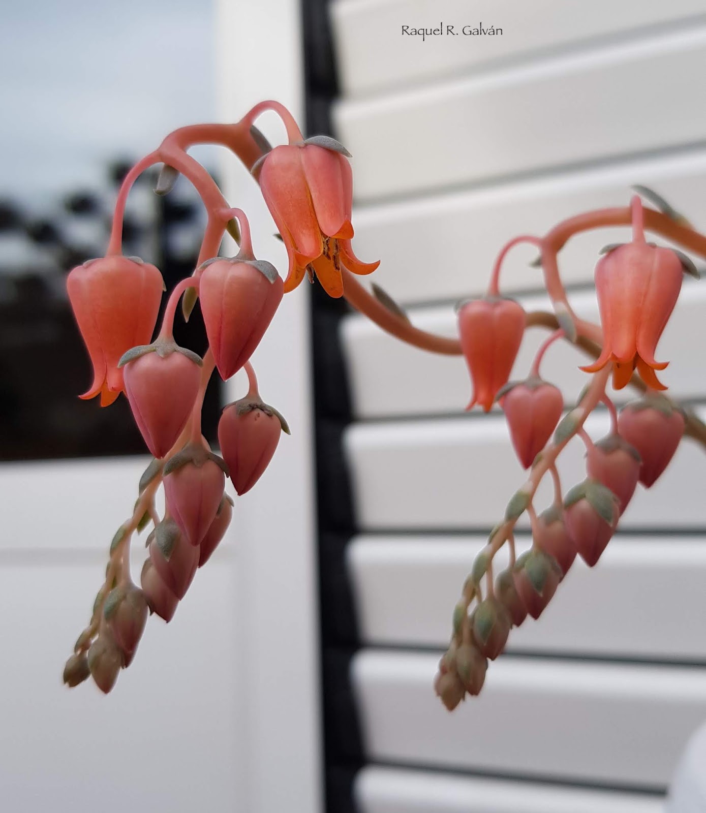 echeveria%2Blilacina%2Bflores.jpg