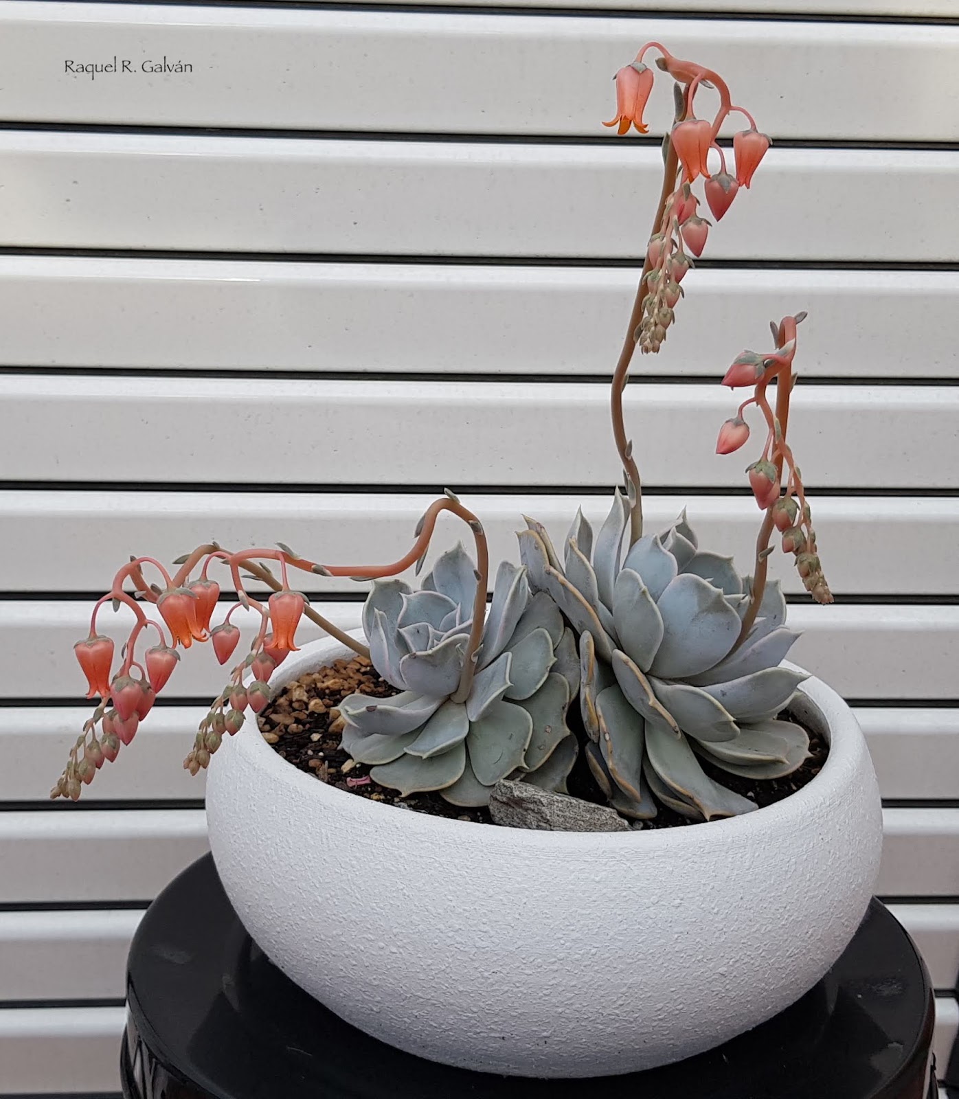 echeveria%2Blilacina%2Bgeneral.jpg