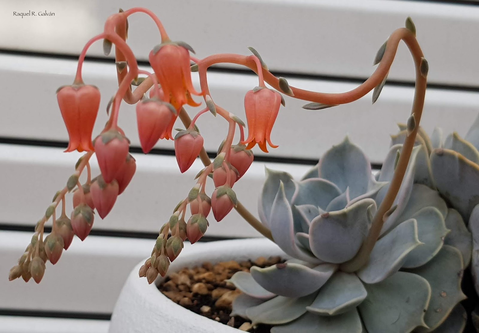 echeveria%2Blilacina%2Bramillete%2By%2Broseta.jpg