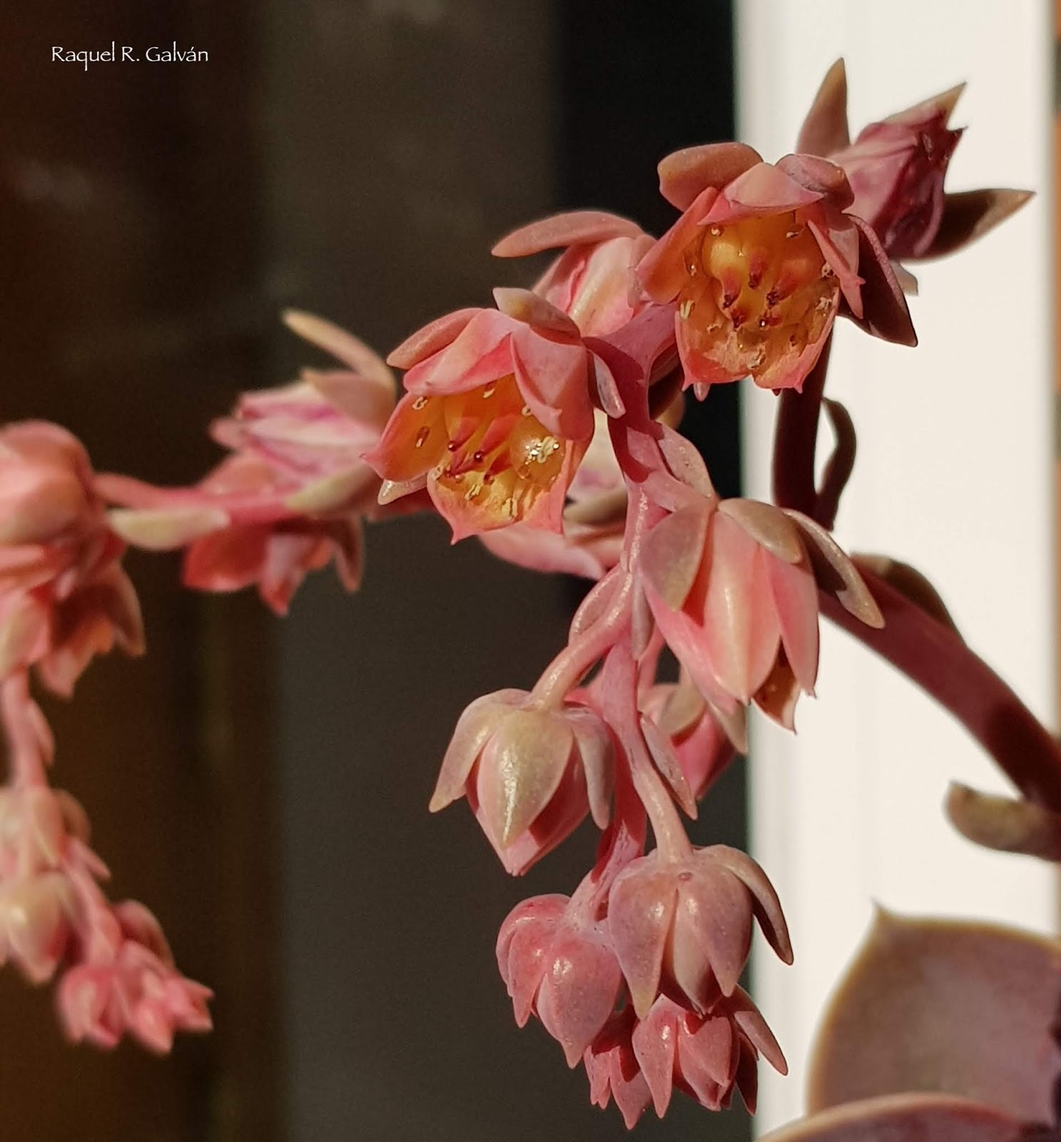 Echeveria%2BPerle%2BVon%2BNumberg%2Bflor%2Bclara.jpg