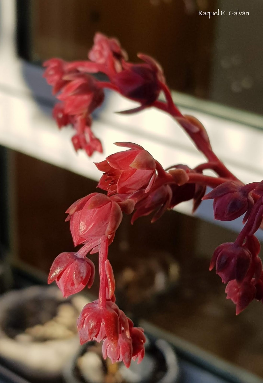 Echeveria%2BPerle%2BVon%2BNumberg%2Bflor%2Boscura%2Bdetalle.jpg