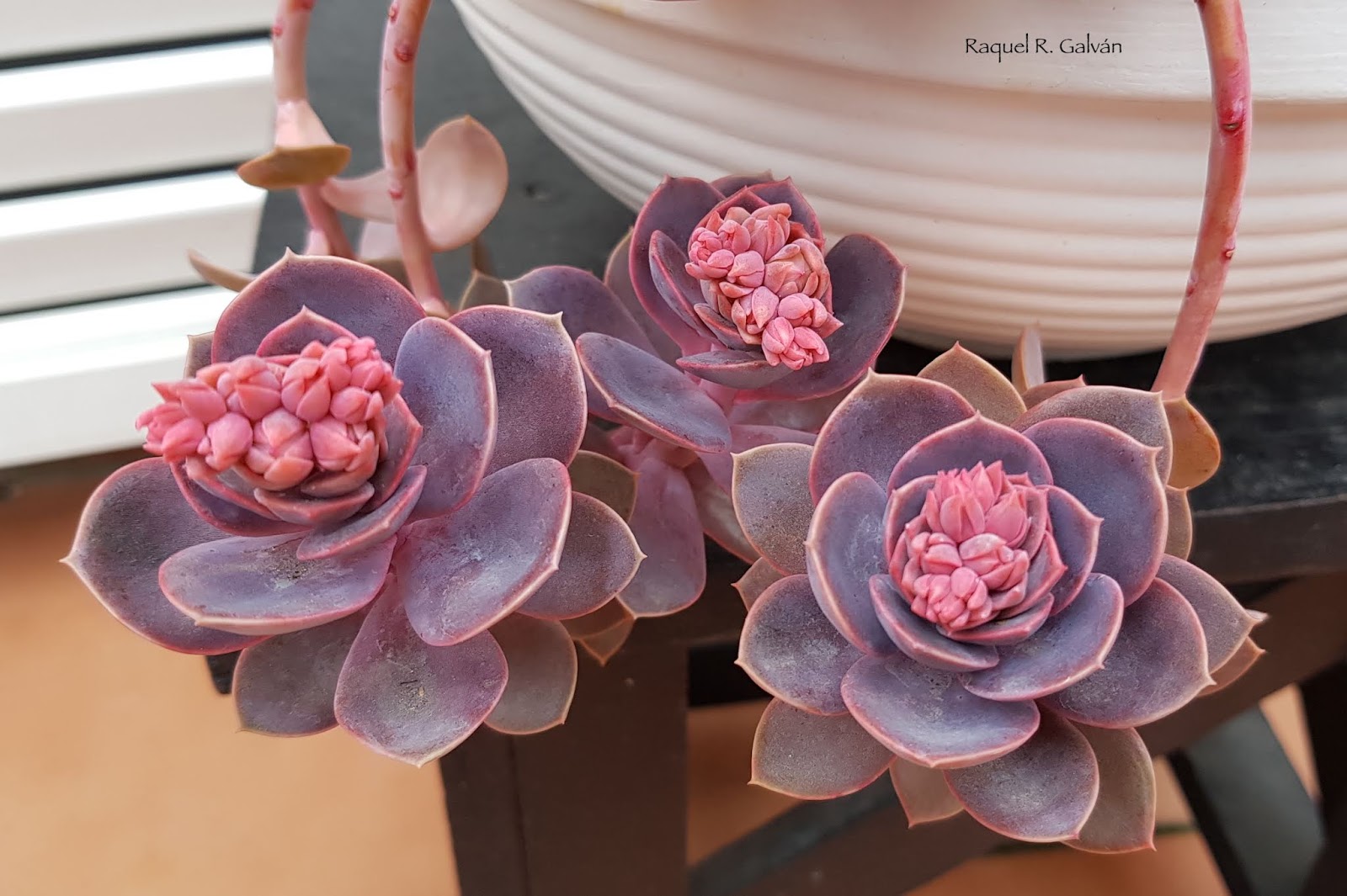 Echeveria%2BPerle%2BVon%2BNumberg%2Binicio%2Bfloracio%25CC%2581n.jpg