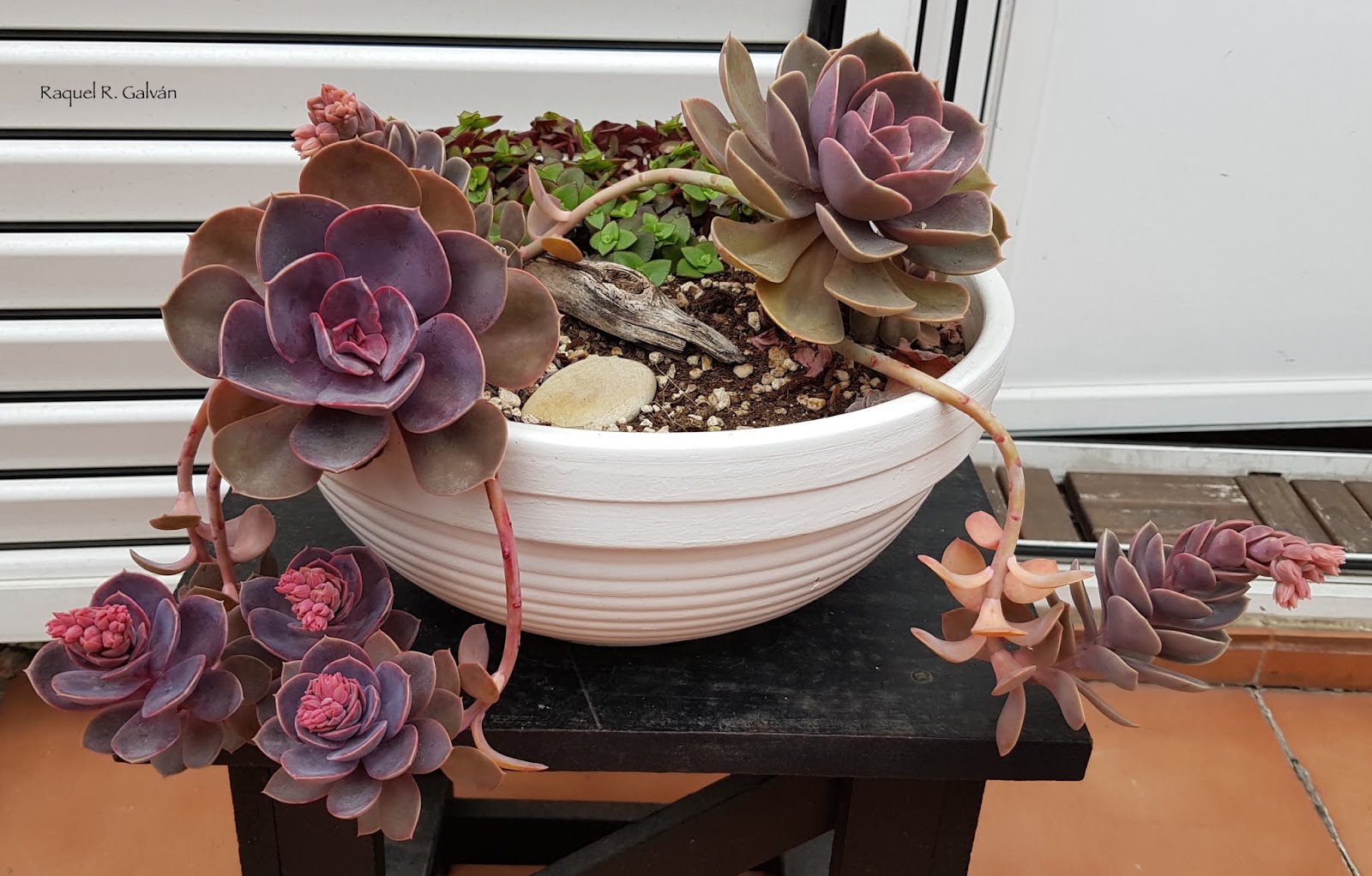 Echeveria%2BPerle%2BVon%2BNumberg%2Binicio%2Bgeneral.jpg