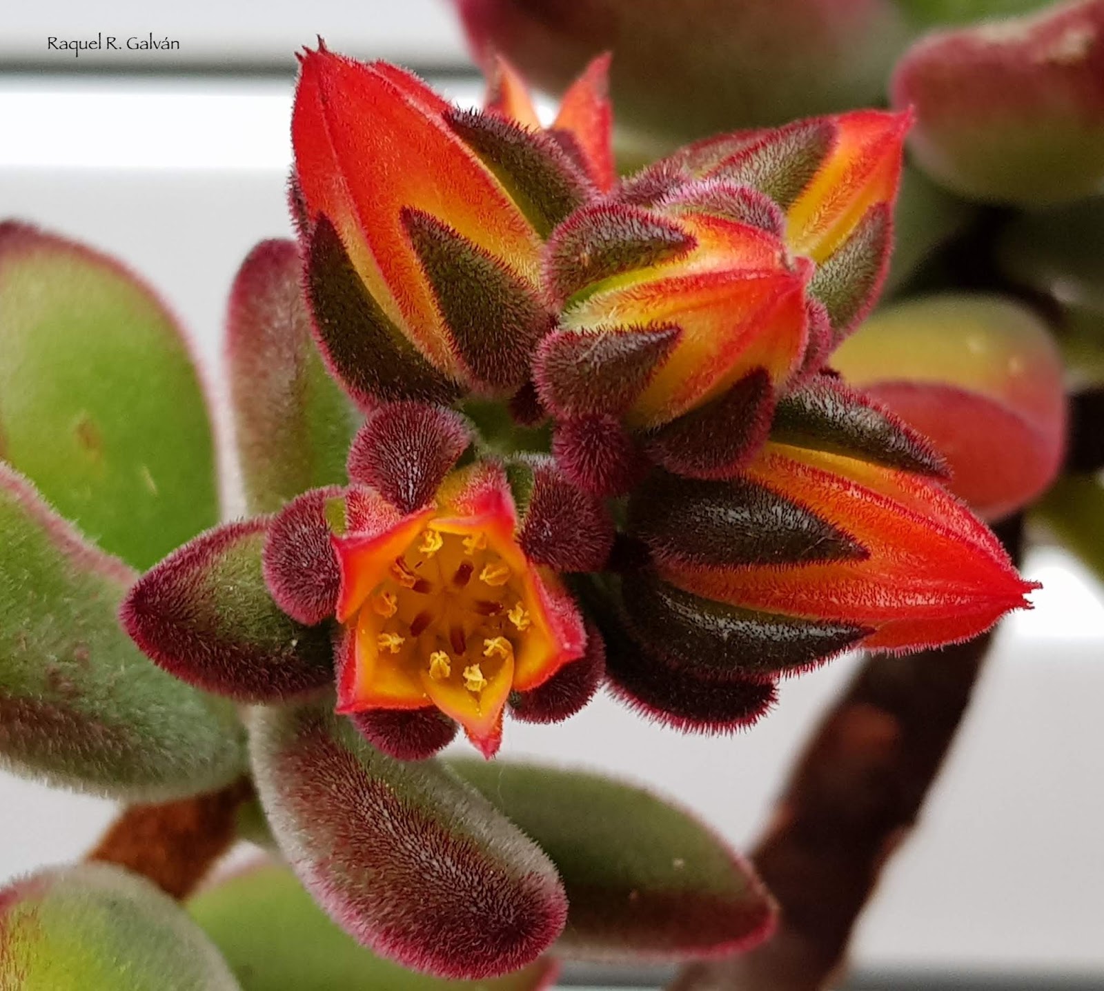 Echeveria%2Bpulvinata%2Bdetalle%2Bflor%2B2.jpg