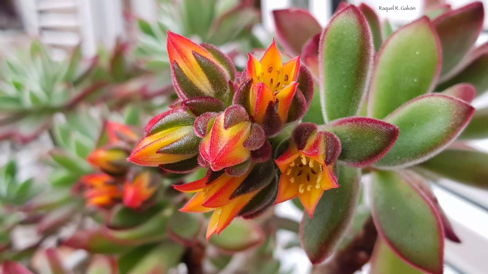 Echeveria%2Bpulvinata%2Bdetalle%2Bflor.jpg