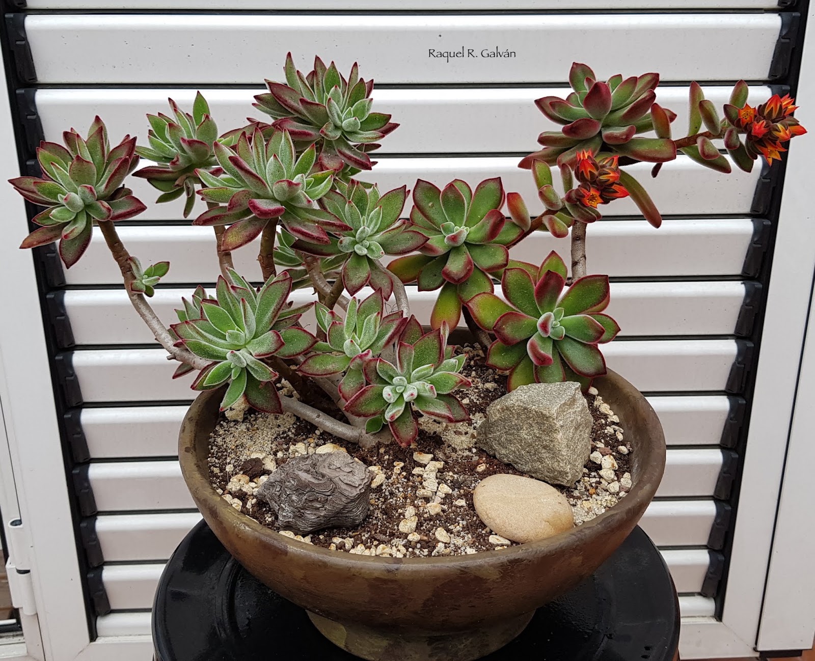 Echeveria%2Bpulvinata%2By%2BE.%2BHarmsii%2B1.jpg