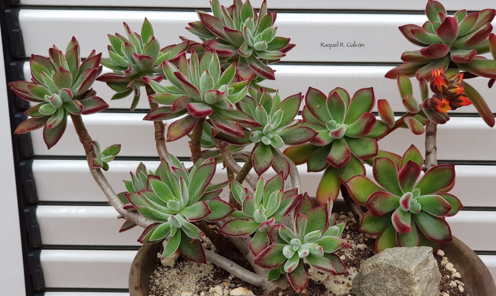 Echeveria%2Bpulvinata%2By%2BE.%2BHarmsii%2Brosetas.jpg