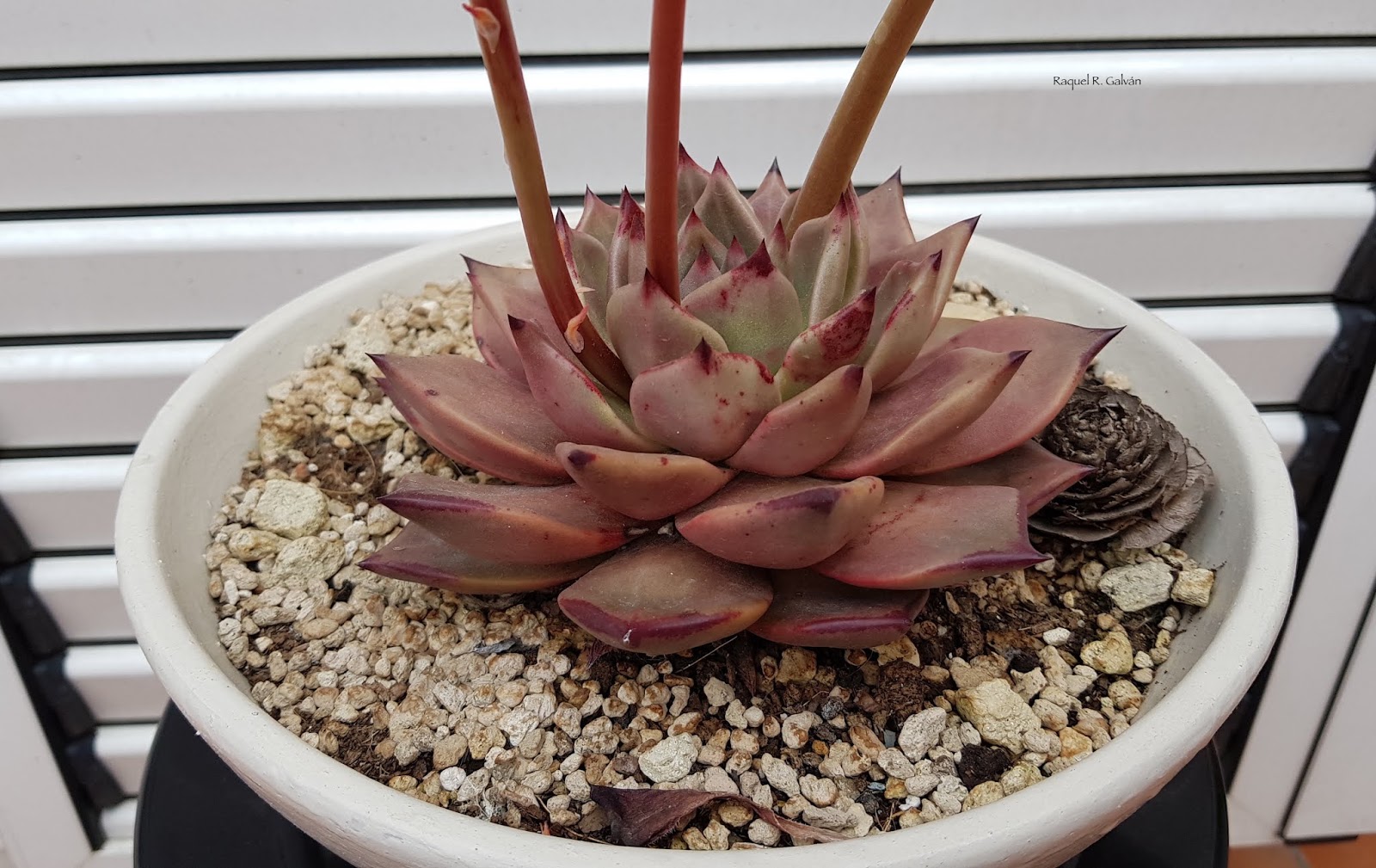 Echeveria%2BRomeo%2B0.jpg