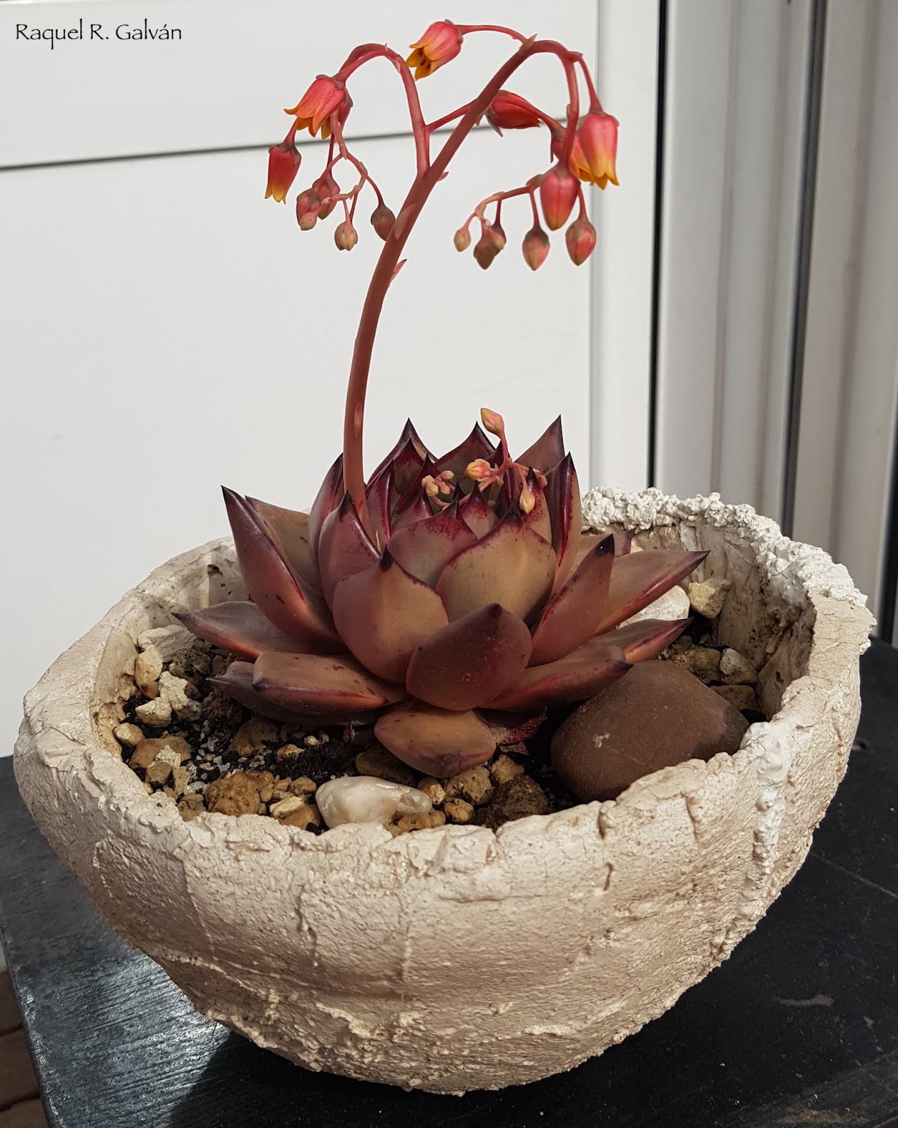 Echeveria%2BRomeo%2Bbonita.jpg