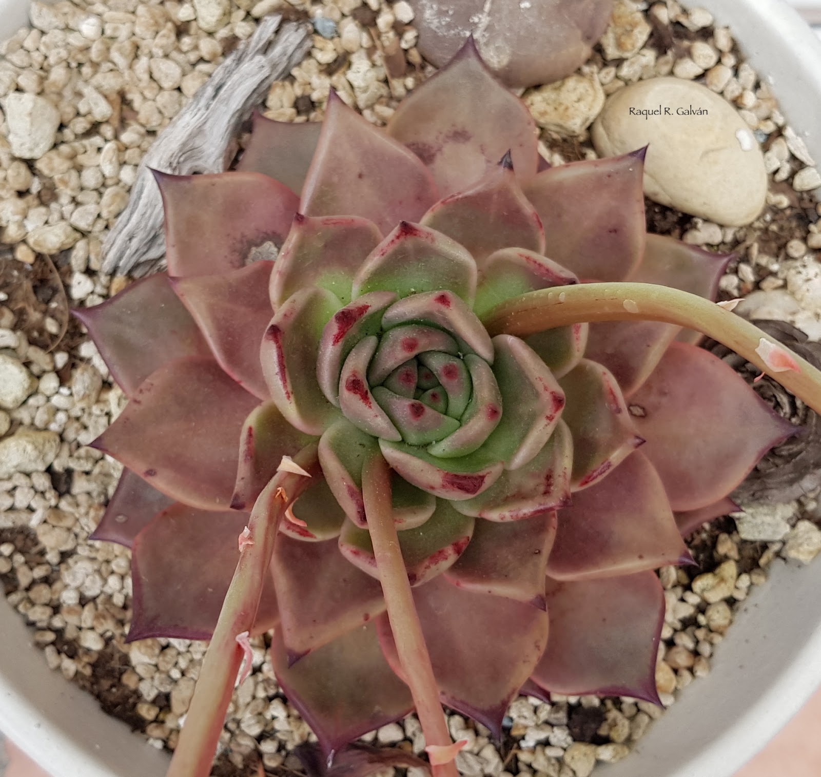 Echeveria%2BRomeo%2Bcenital0.jpg