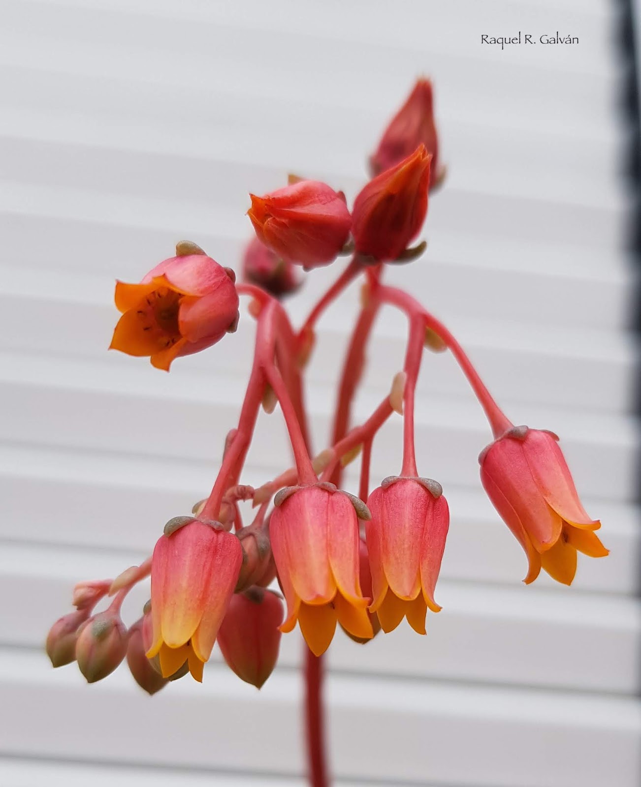 Echeveria%2Bromeo%2Bdetalle%2Bflor.jpg