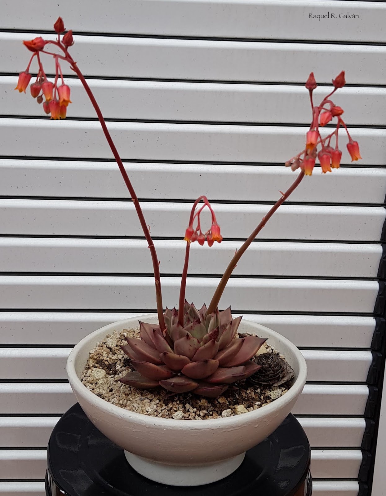 Echeveria%2Bromeo.jpg