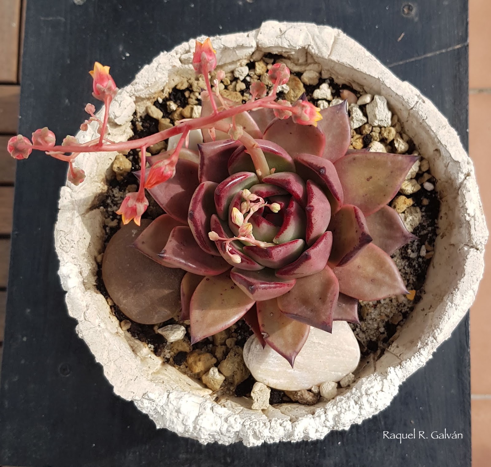 Echeveria%2BRomeo0.jpg
