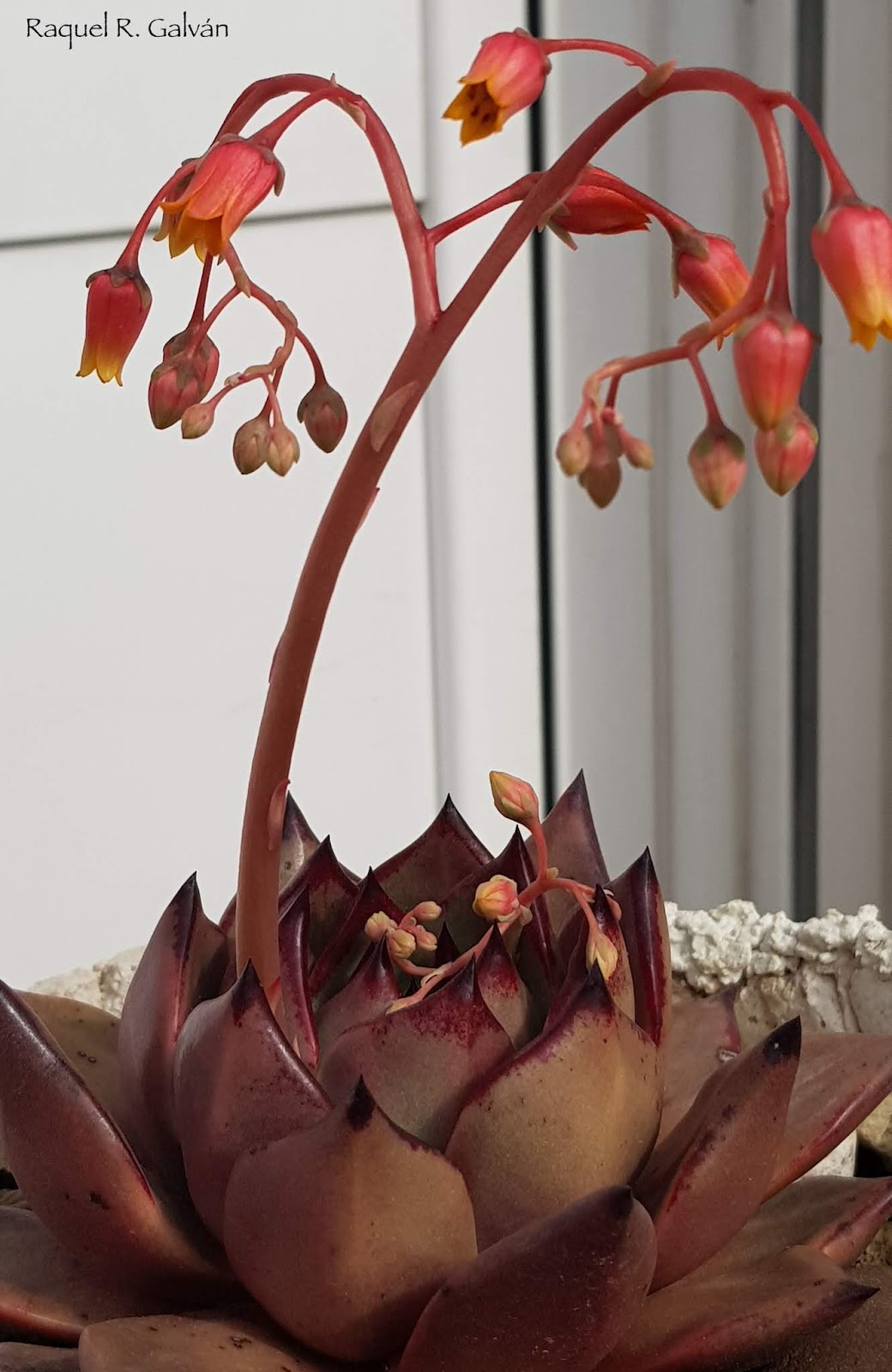 Echeveria%2BRomeo3cerca.jpg
