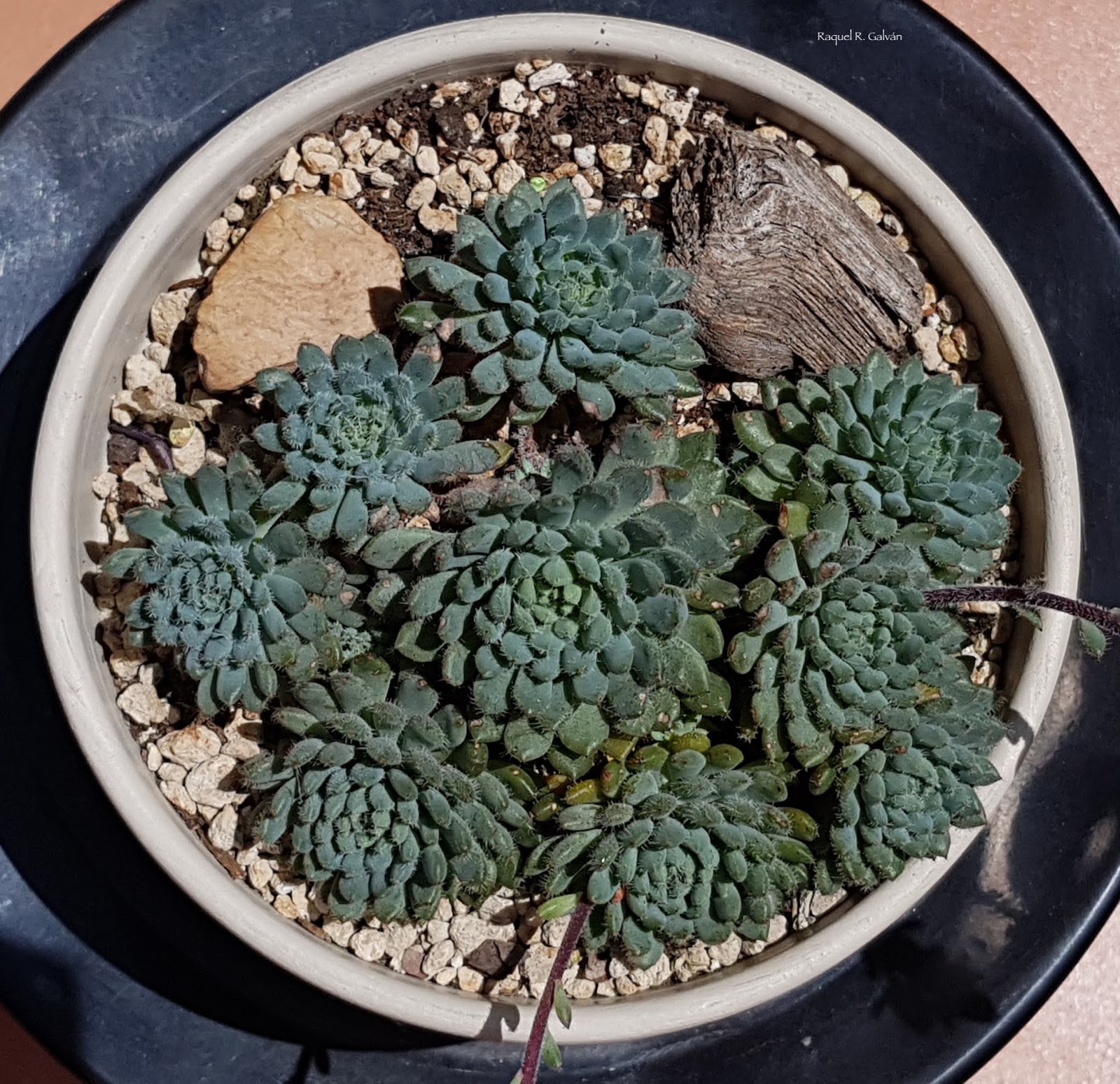 Echeveria%2Bsetosa%2Bvar.%2Bdeminuta%2Bcenital.jpg