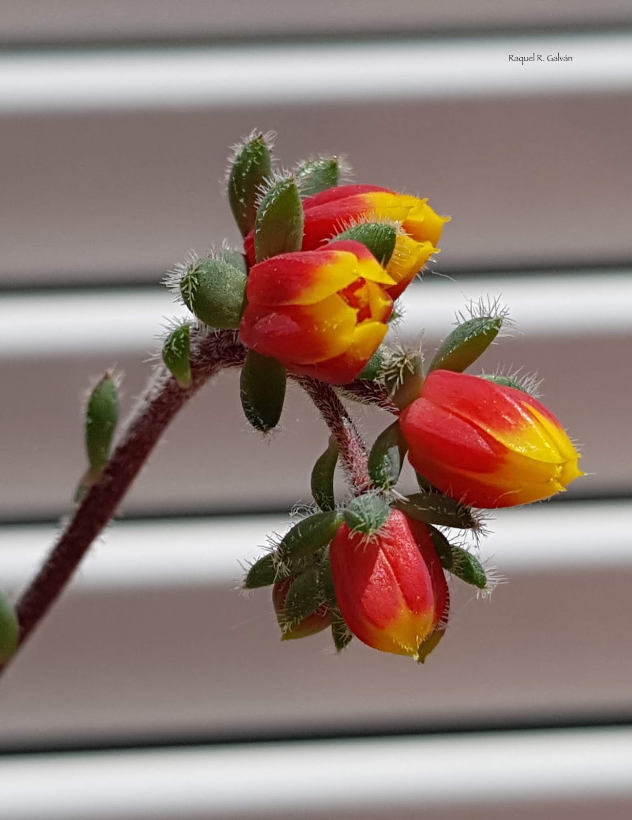 Echeveria%2Bsetosa%2Bvar.%2Bdeminuta%2Bflor.jpg