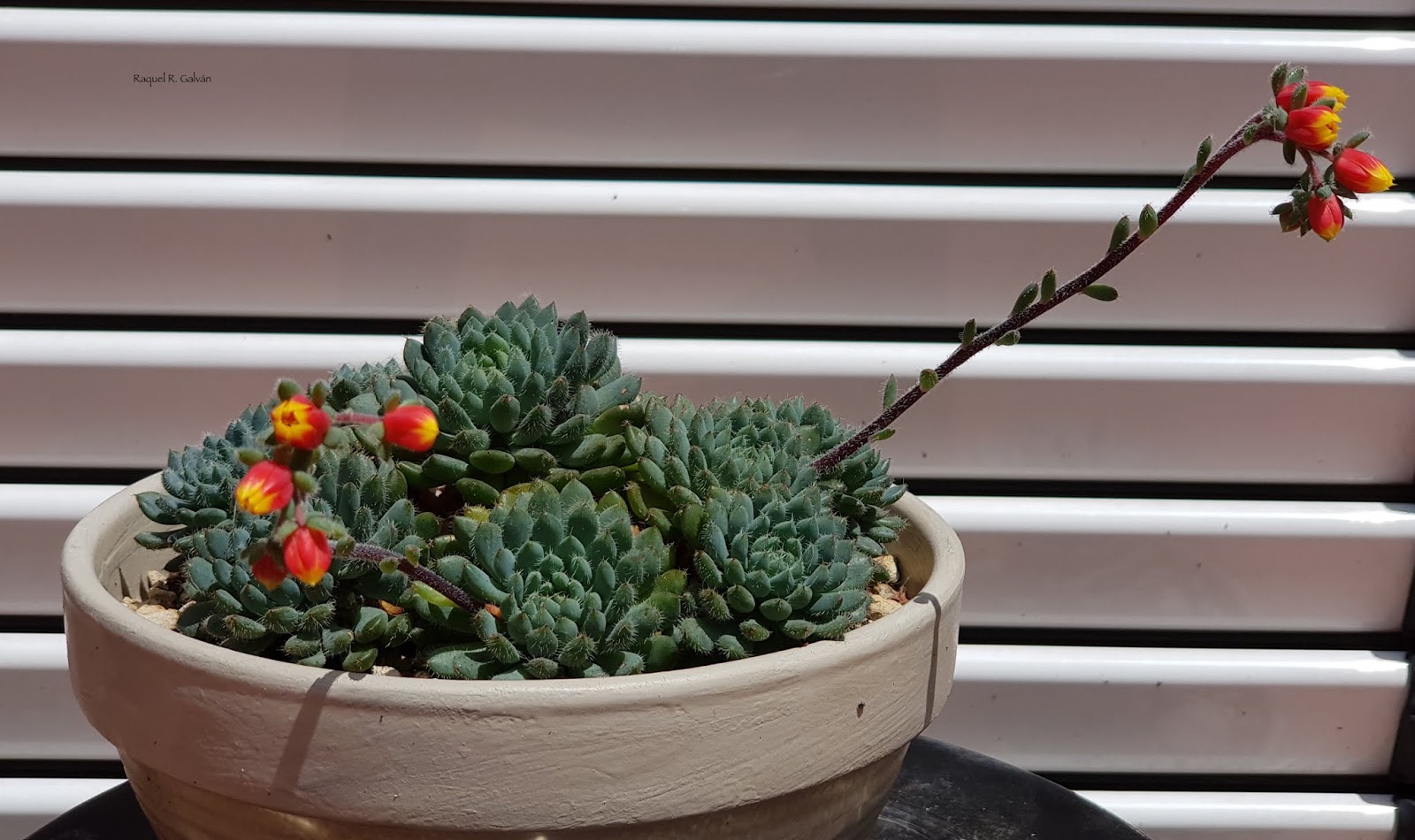 Echeveria%2Bsetosa%2Bvar.%2Bdeminuta.jpg