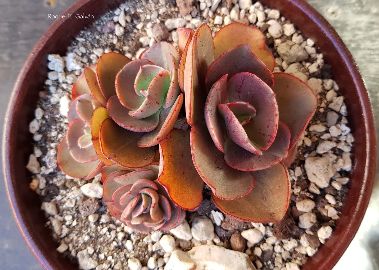 Echeveria%2BSuyon%2Bcenital.jpg