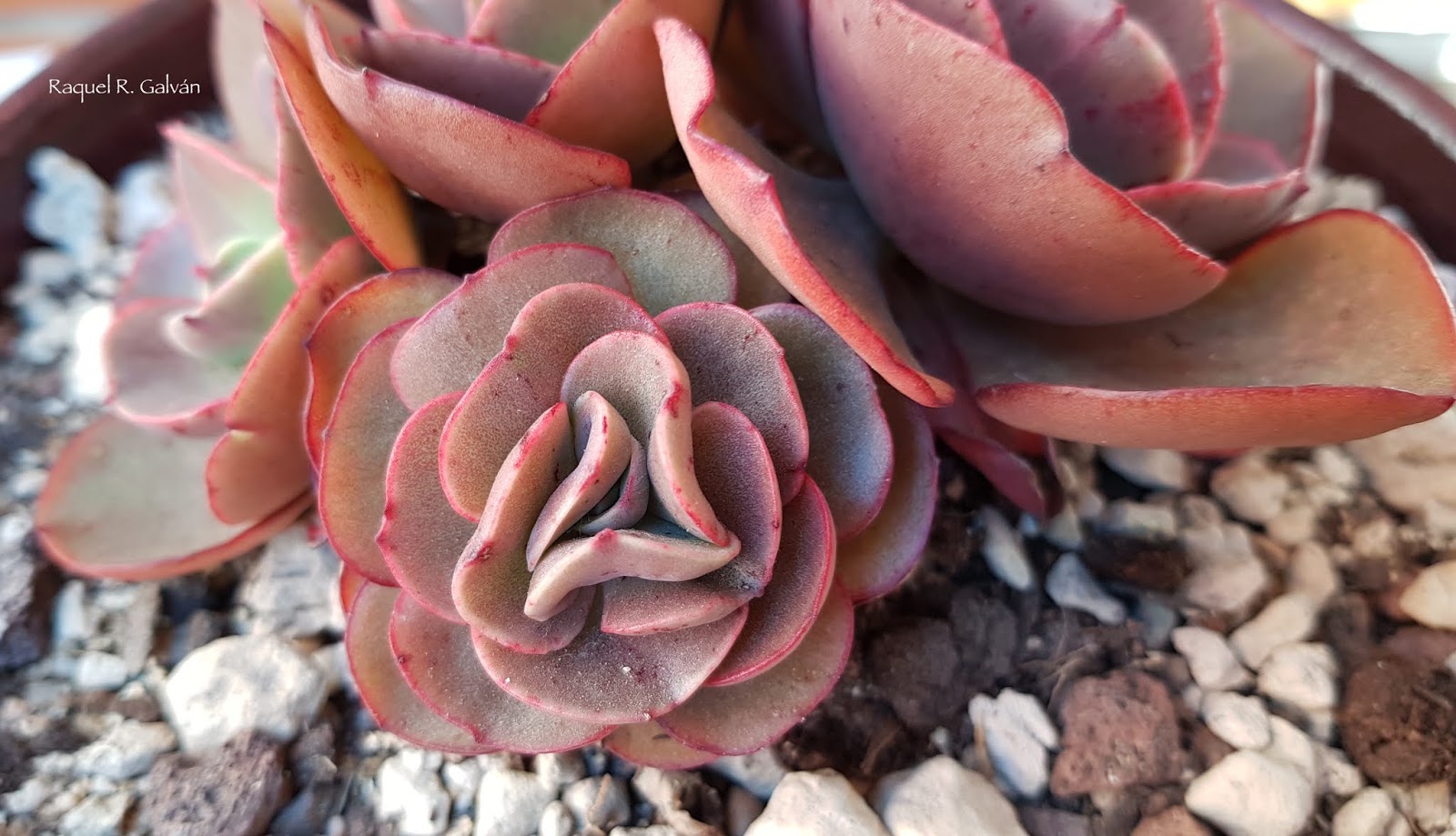 Echeveria%2BSuyon%2Bdetalle%2Broseta%2Bpequen%25CC%2583a.jpg