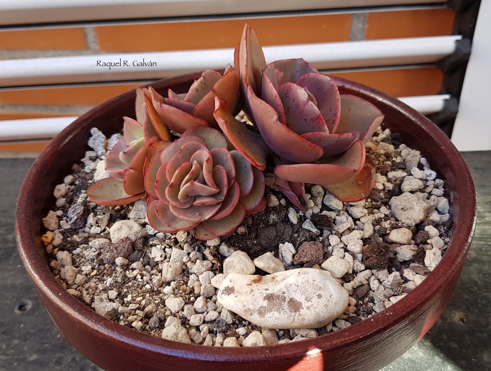 Echeveria%2BSuyon0.jpg