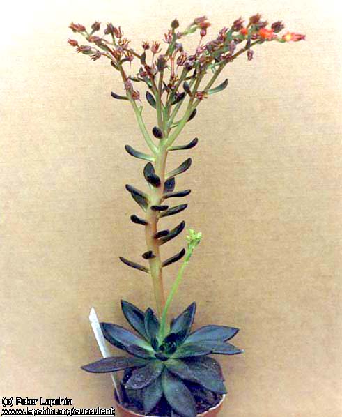 Echeveria-affinis-3670-31-2003.jpg