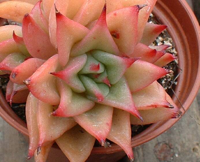 Echeveria.Agavoides-Cristata..JPG