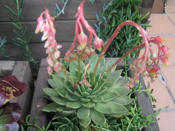 echeveria+agavoides.jpg