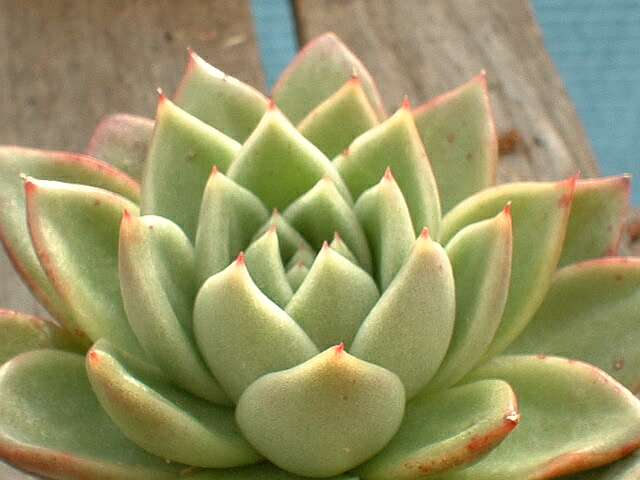 Echeveria.Agavoides..JPG