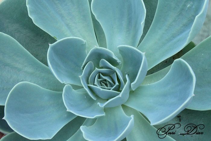 echeveria+bruma+canon+eos+1100d+21+junio+2012+(1).JPG