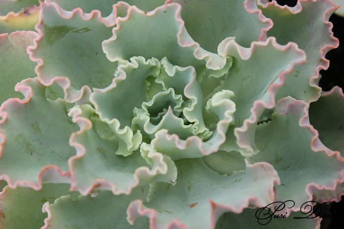 ECHEVERIA+CANON+EOS+10+MAYO+2012.JPG